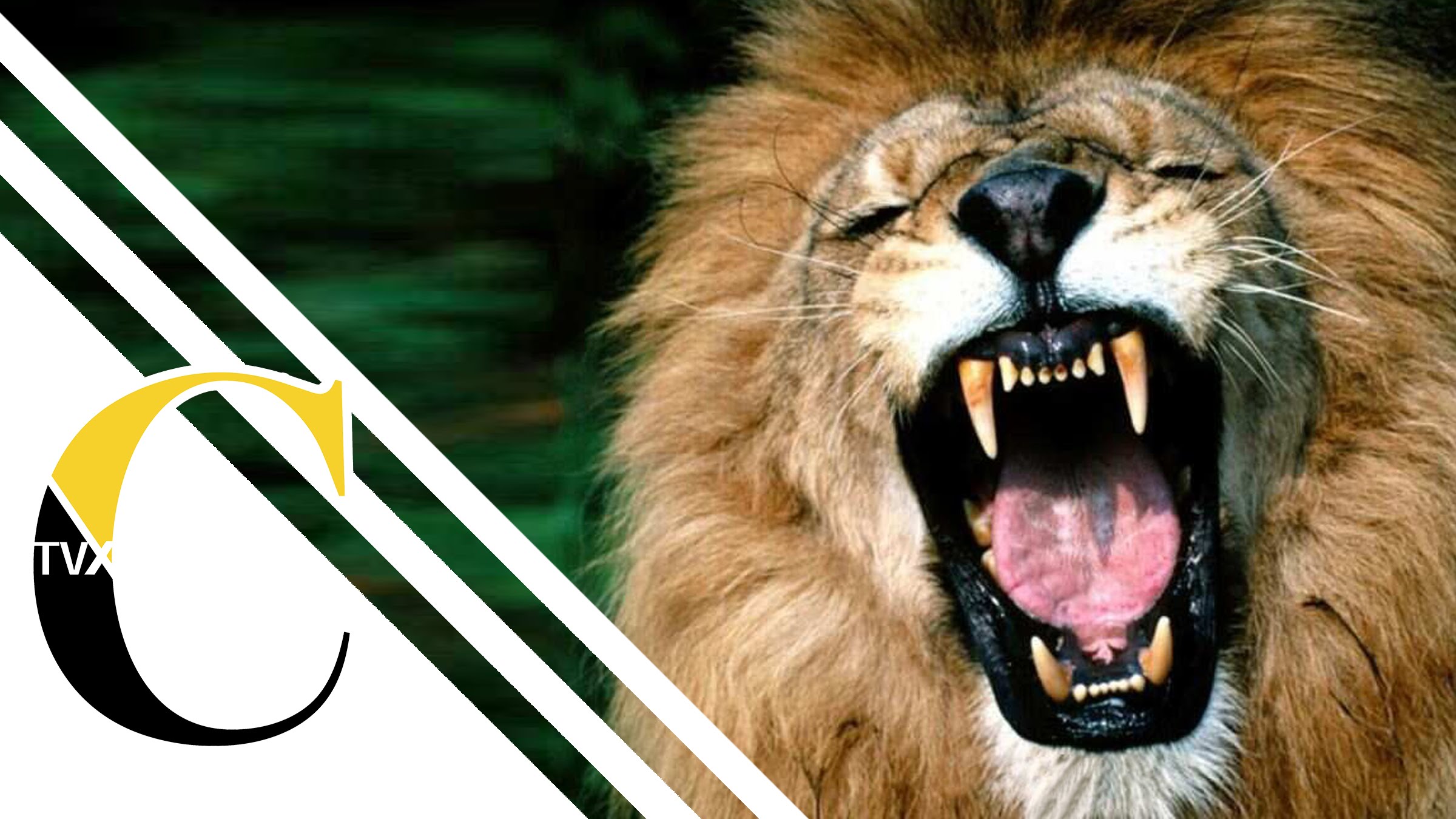 Documentales De Leones National Geographic Español