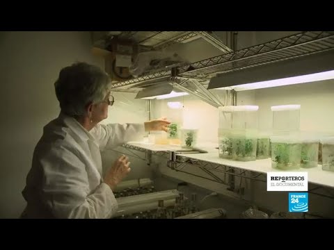El negocio de la malaria: la gran farmacia frente a la medicina natural