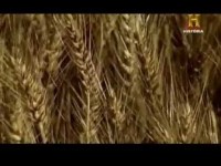 El trigo (Maravillas Modernas)