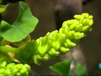 Las plantas, los gobernantes silenciosos de la Tierra (Historia de la Vida)